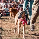 A dog being shown at a dog show