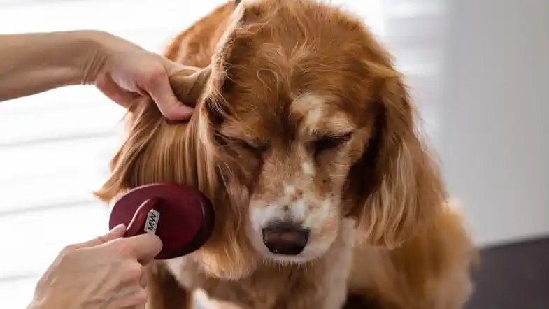 Grooming out tangled fur for the article on how to groom tangled dog hair.